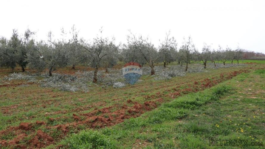 Poreč, okolica- poljoprivredno zemljište s maslinikom - 2