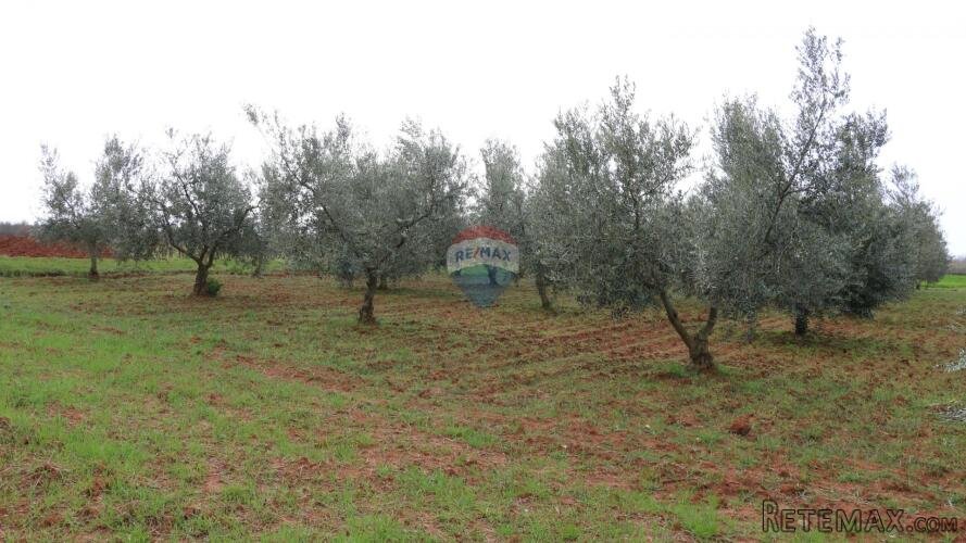 Poreč, okolica- poljoprivredno zemljište s maslinikom - 3