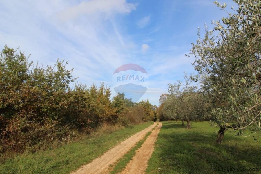 Vabriga, atraktivno građevinsko zemljište - 3