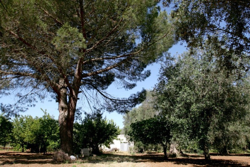 V000120, Countryhouse In Need Of..
