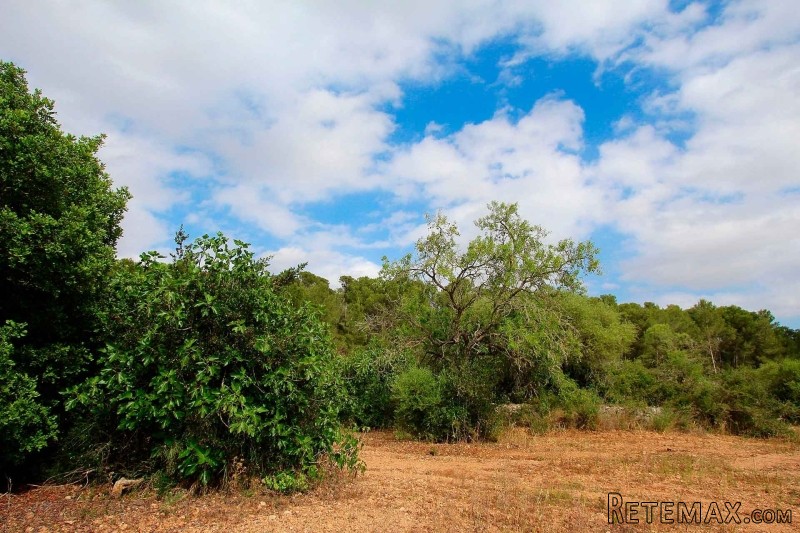 Nice plot with lush vegetation and.. - 2