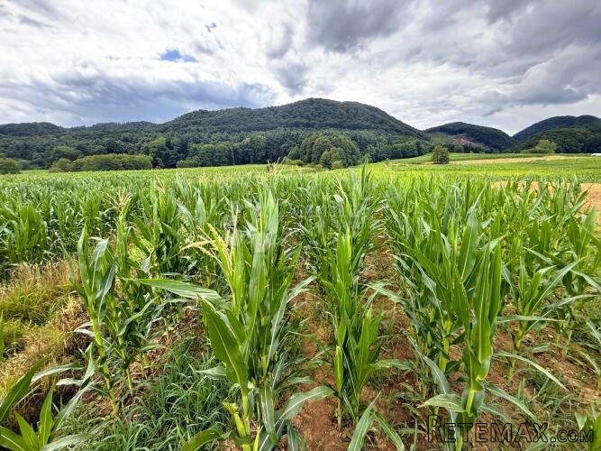 Poljoprivredno zemljište 5143 m² - 2