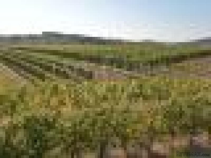 Land For Sale In Vineyard.. - 2
