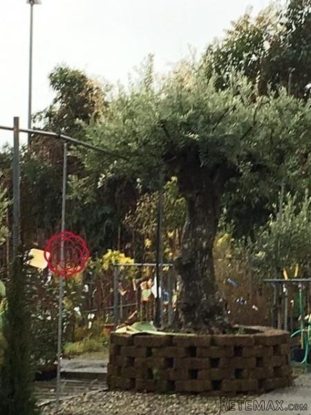 For Sale Land, Farm Pietrasanta