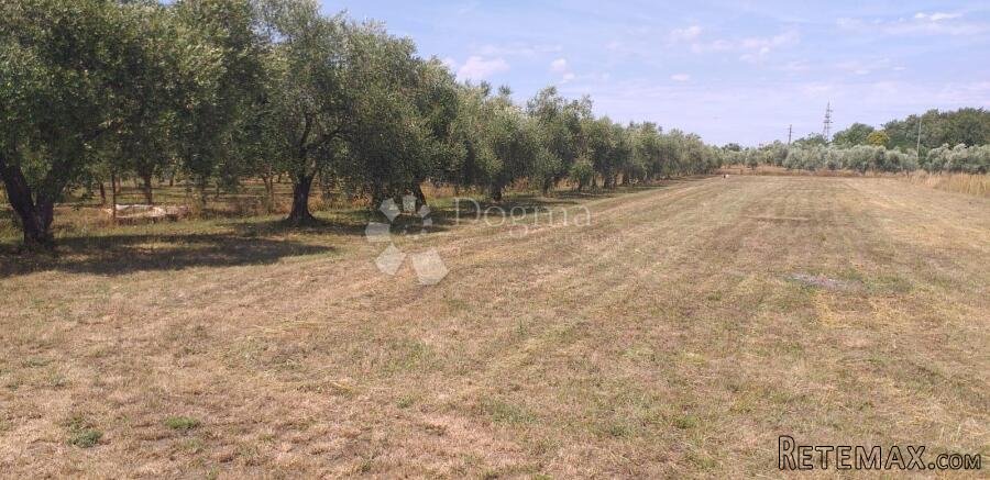 maslinik i lijepa parcela za uživanje