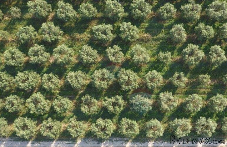 Istra, Rovinj - maslinik nadomak Rovinja 2640 m2