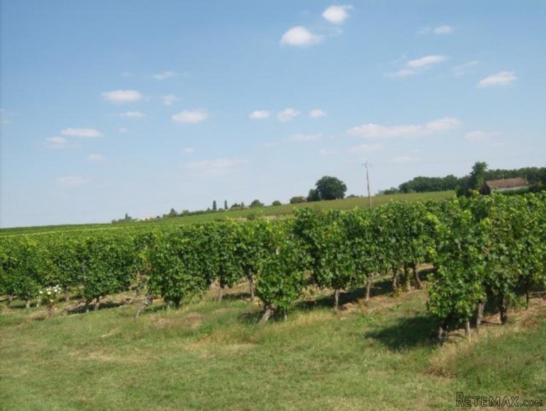 Fabulous Vineyard Of 33 Hectares - 2