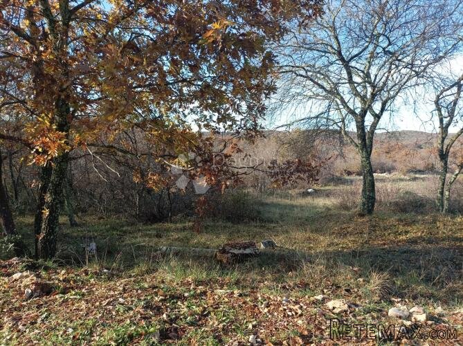 Prekrasna šuma sa pogledom na more