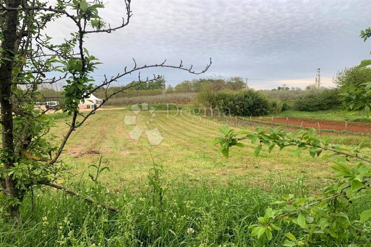 VIŽINADA – parcela na rubu sela okružena maslinicima - 3