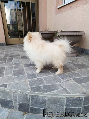 Štenci patuljastog špica - 3