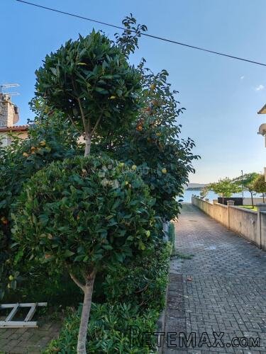KUĆA 50m OD MORA - 3