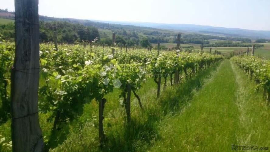 KUTJEVO - BAJKOVITO IMANJE VELIKOG POTENCIJALA - 3