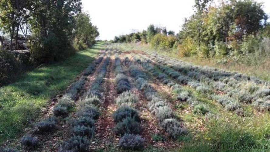KANFANAR: LIJEPI GRAĐEVINSKI TEREN U MARIĆIMA - 3