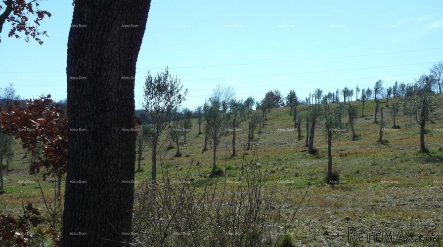 Momjan – Građevinsko zemljište 750 m2 - 2
