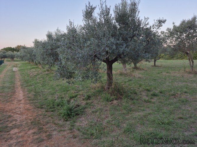 Maslinik Mali Vareški - 4000 m od mora Duga Uvala - 2