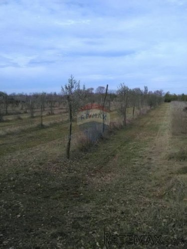 Istra, Juršići, maslinik sa 145 maslina
