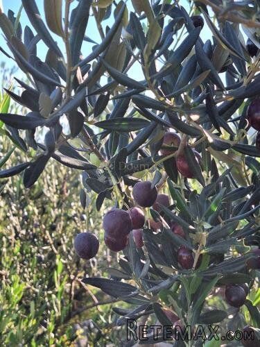 POLJOPRIVREDNO ZEMLJIŠTE NA ODLIČNOJ LOKACIJI – MIRCA, BRAČ - 2