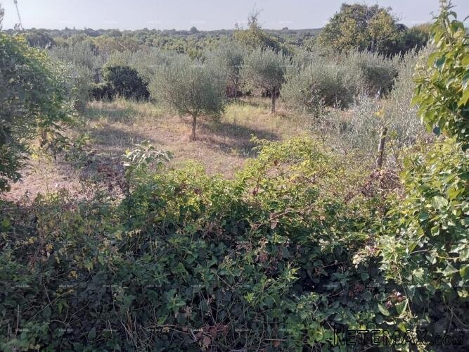 Prodaja građevinskog zemljišta u okolici Marčane! - 5