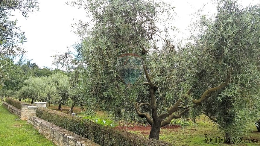 Umag, kuća sa maslenikom - 4