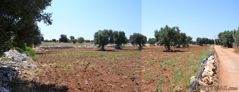 Terreno C.da Montegrottole, Polignano a..