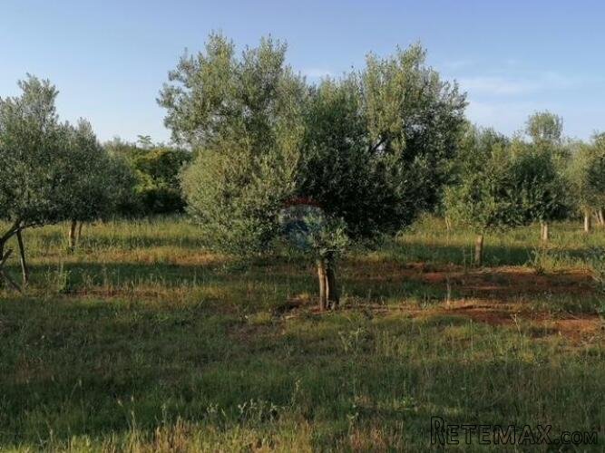 Istra,Vodnjan - maslinik ekološkog uzgoja -175 maslina - 2