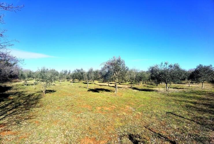 Istra,Vodnjan - maslinik ekološkog uzgoja -175 maslina - 3
