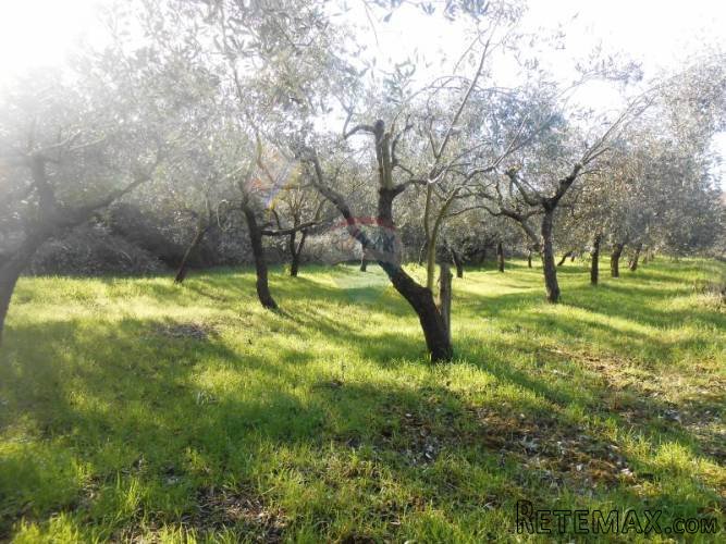 Istra, Vodnjan, građevinsko zemljište sa maslinikom - 5