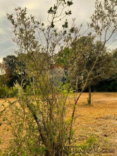 Rovinj,11 000m2 pašnjak + ruševina