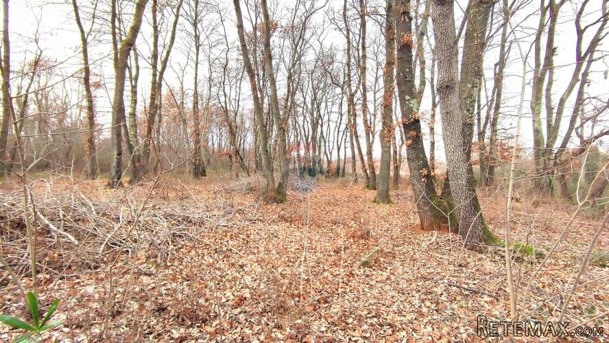 Istra,Umag,okolica,Hrastova šuma