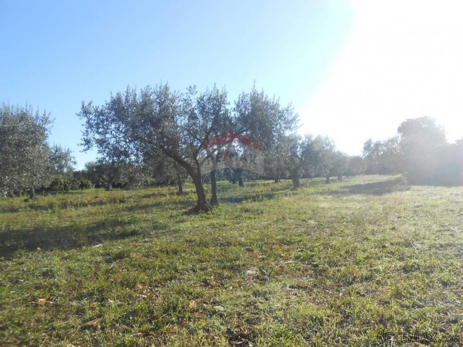 Istra, Vodnjan, Galižana, veliko zemljište sa maslinama na r