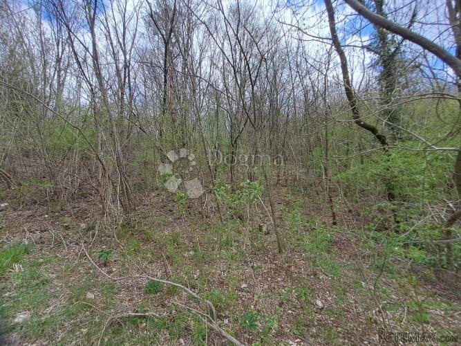EKSKLUZIVNO u Dogmi - šumska bajka za istinske ljubitelje pr - 3