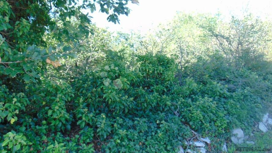Prekrasna šuma u okolici Kringe