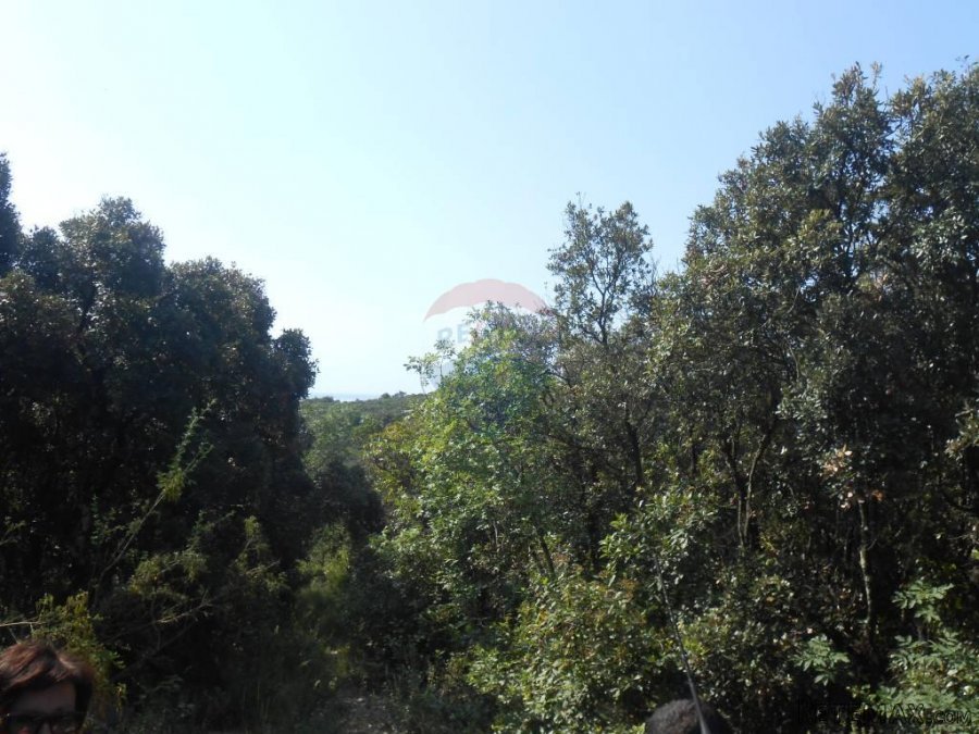 Istra, Marčana, Peruški, šuma