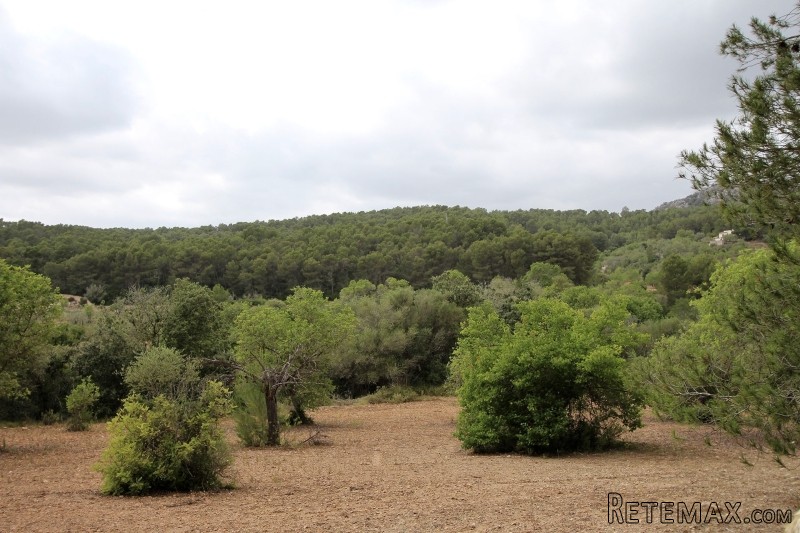 Nice plot with lush vegetation and..