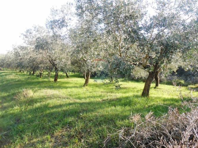 Istra, Vodnjan, građevinsko zemljište sa maslinikom - 4
