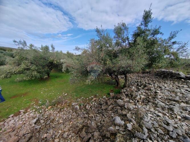 OTOK KRK-KORNIĆ,maslinik sa 10 maslina - 2