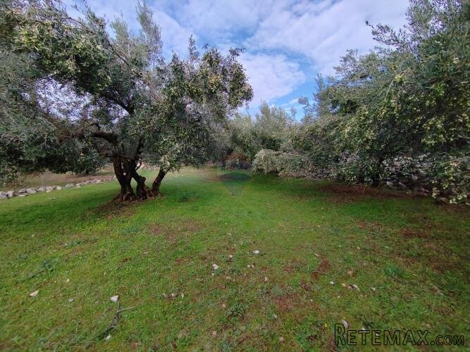 OTOK KRK-KORNIĆ,maslinik sa 10 maslina - 3
