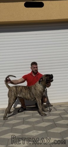 Presa Canario ženka - 2