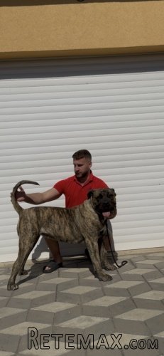 Presa Canario ženka - 3