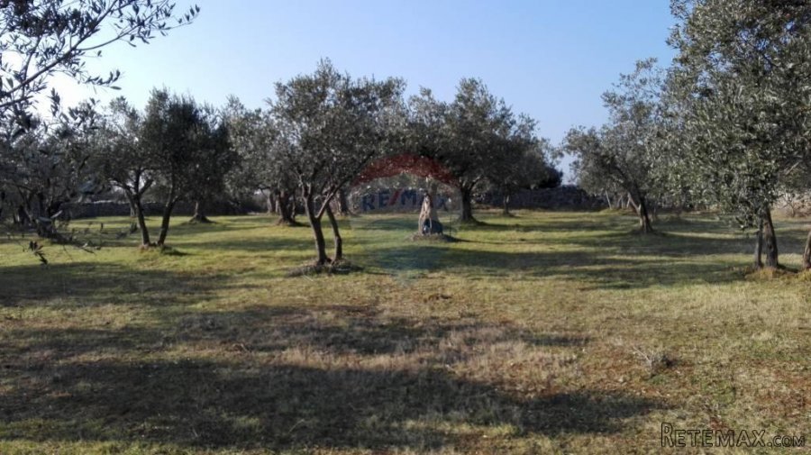 Peroj, stari maslinik sa 50 maslina