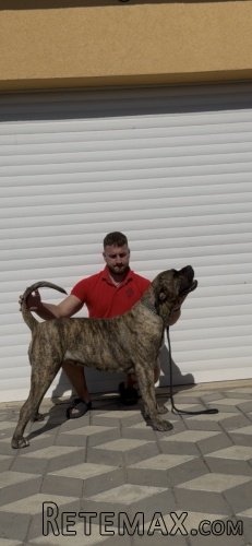 Presa Canario ženka - 4