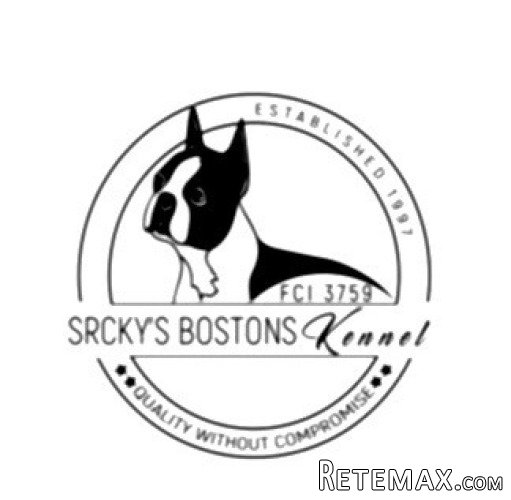 Boston terijer stenci - 3