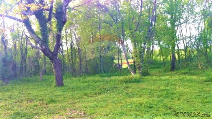 Istra,Kaštelir-Autohtono imanje s 40000 m2 zemljišta - 5