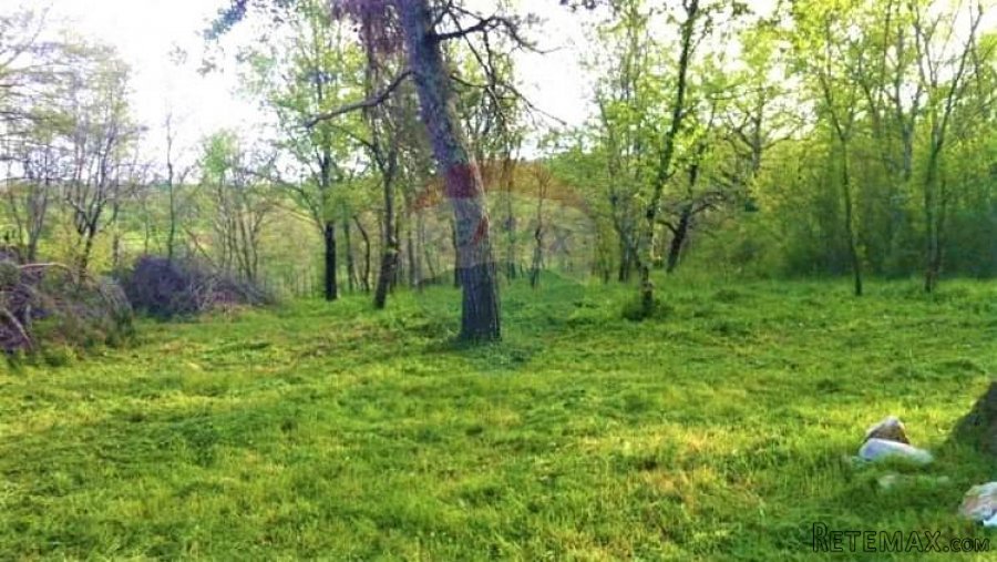 Istra,Kaštelir-Autohtono imanje s 40000 m2 zemljišta - 6