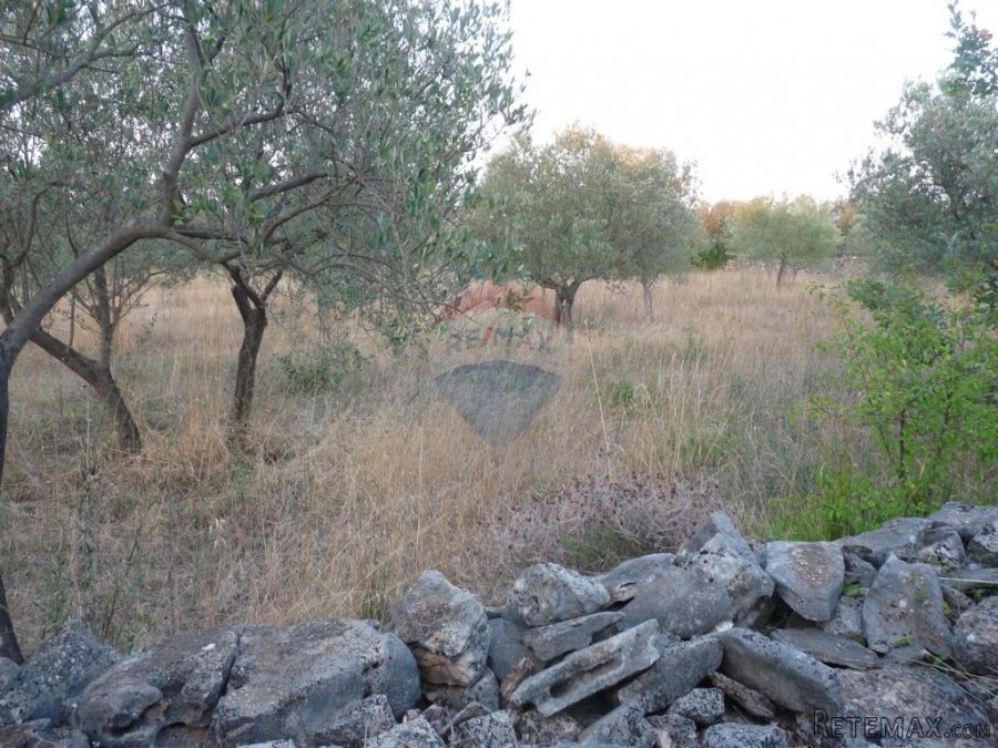 FAŽANA, maslenik od 1140 m2