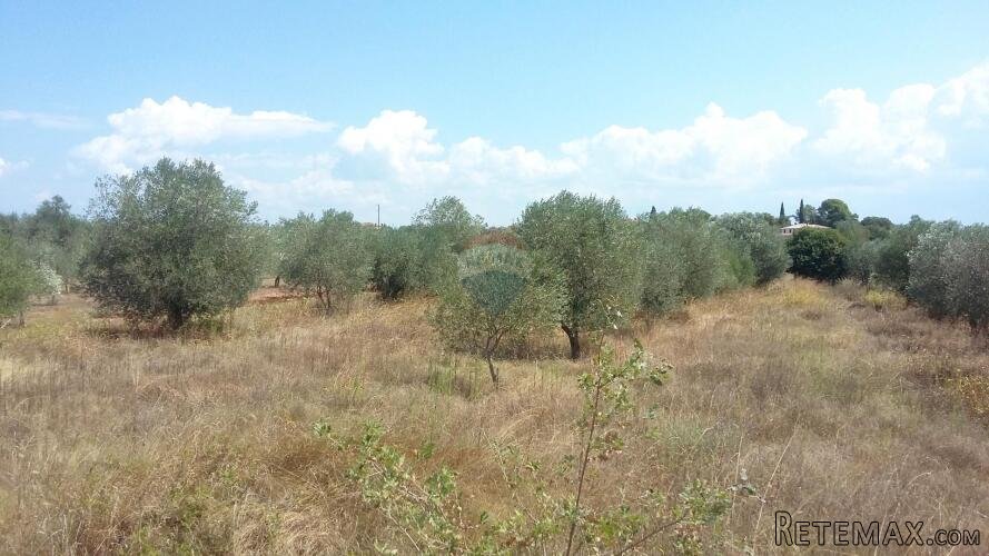 Istra, Umag - građevinsko zemljište, pogled na more - 3