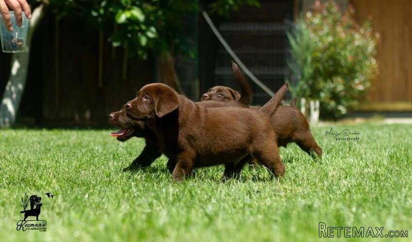 Čokoladni Labrador Retriver štenci - 2