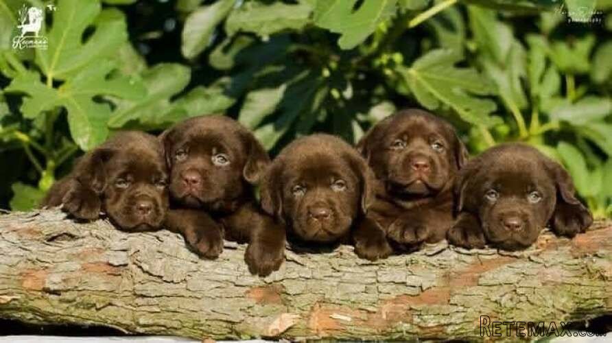 Čokoladni Labrador Retriver štenci - 5