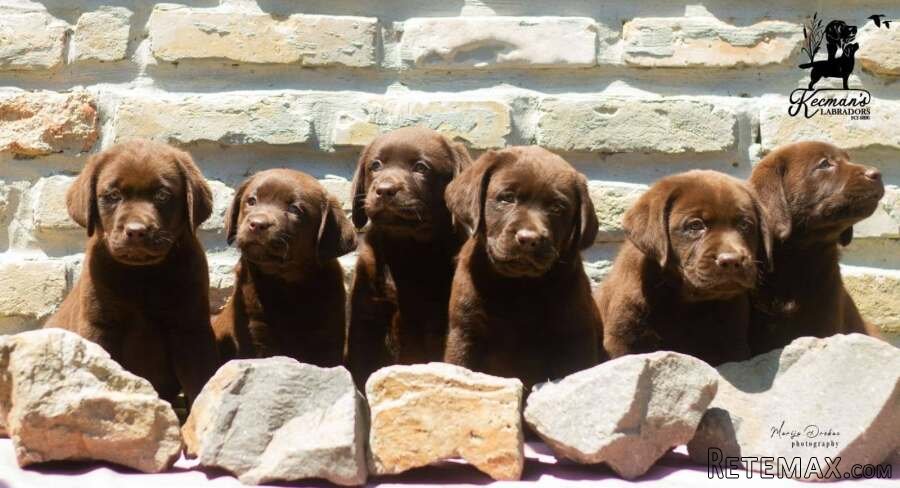 Čokoladni Labrador Retriver štenci - 6