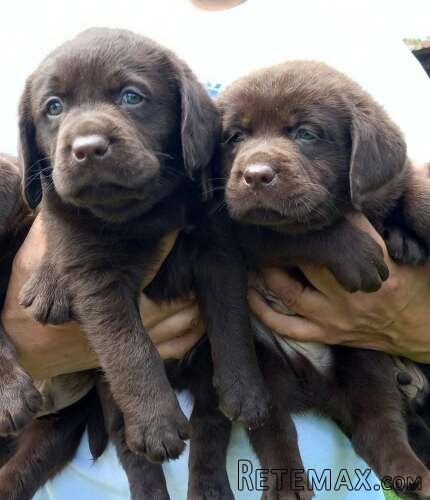 Čokoladni Labrador Retriver štenci - 7